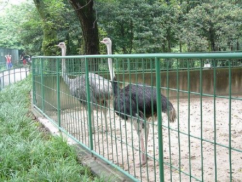 上海動物園圖片