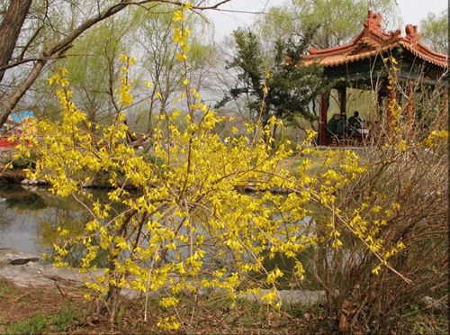 鐘山風景名勝區梅花山圖片