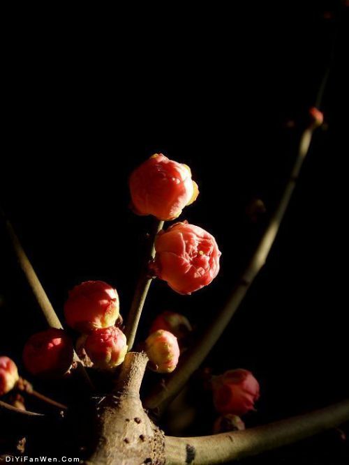 獅子林迎春梅花展圖片