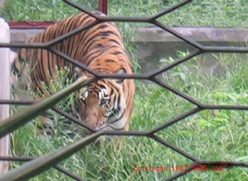 重慶動物園圖片