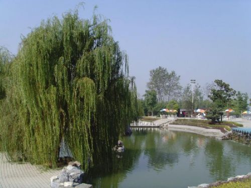 溱湖國家濕地公園圖片