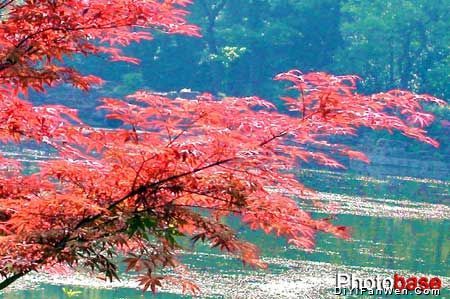 中山陵風景區圖片