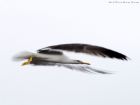 seagull