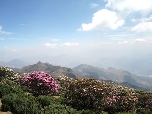 四川龍肘山圖片