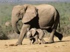 南非大象風景圖片