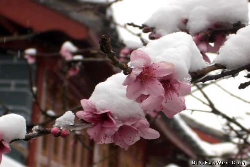 雲南麗江雪景圖片