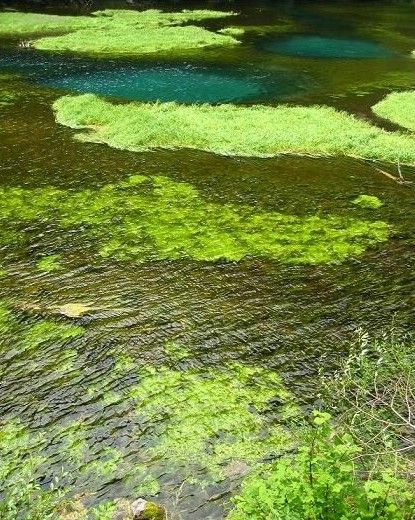 四川芳草海圖片