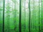 神農架紅坪景區