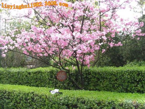 廣西柳侯公園圖片