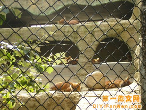 莫斯科動物園圖片