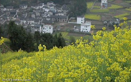 安徽石潭油菜花海圖片