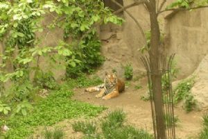 北京動物園組圖（3）圖片