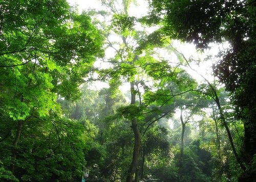 嶽麓山圖片