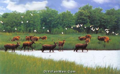 大豐鬥龍莊園圖片