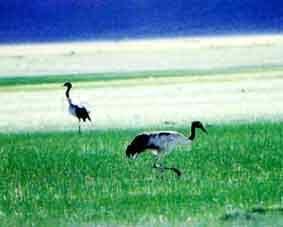 申扎自然保護區圖片