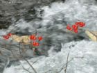 長白山谷底林海