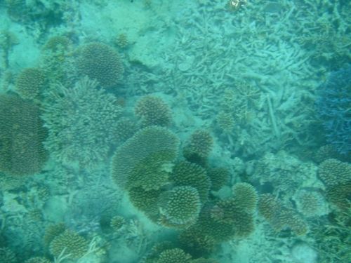沖繩之石垣島西表島圖片