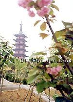 光福塔圖片