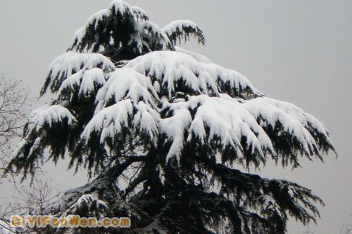 南京連日雪紛紛圖片