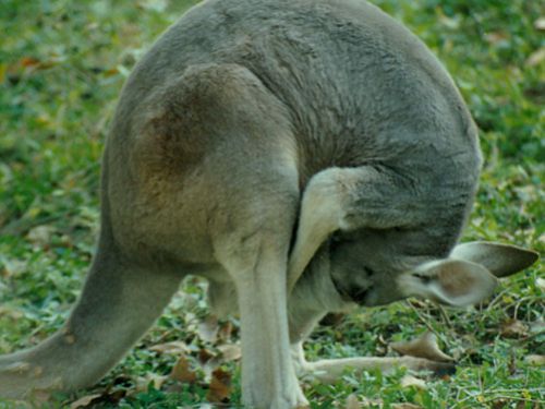上海動物園圖片