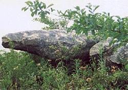 紫蓬山圖片