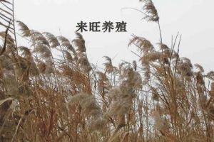 陽澄湖圖片