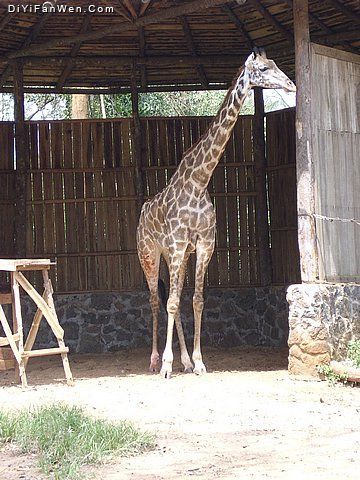 東山湖野生動物園圖片