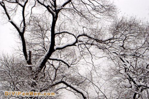 南京連日雪紛紛圖片