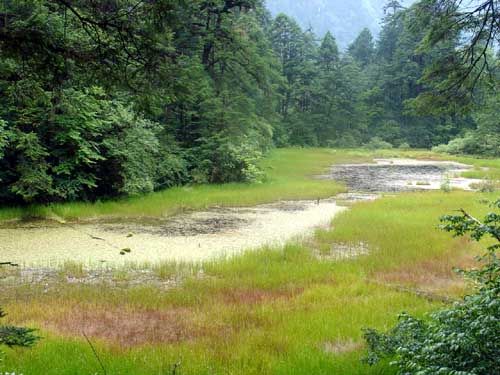 海螺溝冰川森林公園圖片