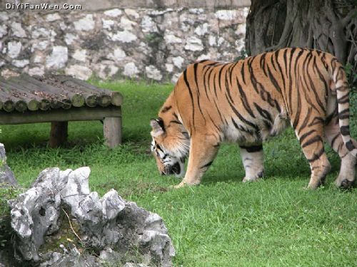 西郊動物園圖片