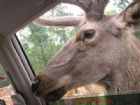 野生動物世界