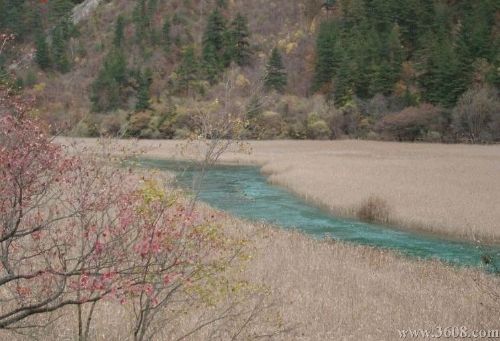 四川蘆葦海圖片