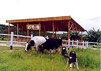 光明華僑畜牧場圖片