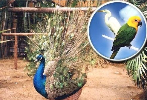 天津熱帶植物觀光園圖片