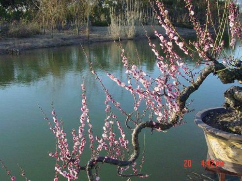 上海世紀公園圖片