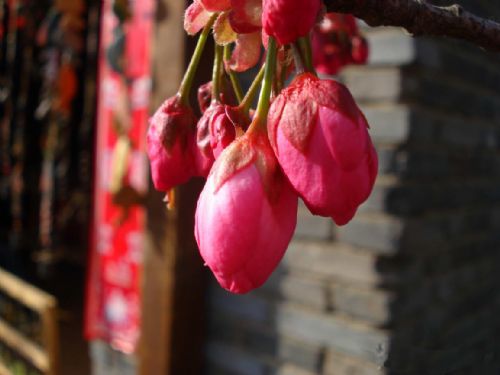 爛漫櫻花圖片