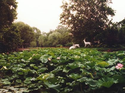 上海動物園圖片