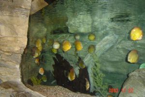 北京海洋館組圖（3）圖片