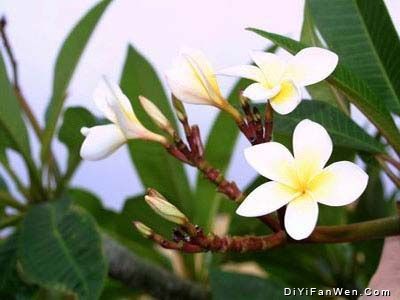 興隆熱帶植物園圖片
