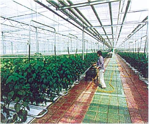 北京朝來農業園圖片