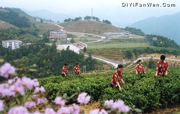 雲頂山茶園圖片