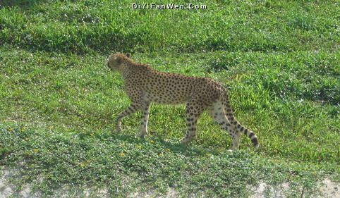 香江野生動物世界圖片