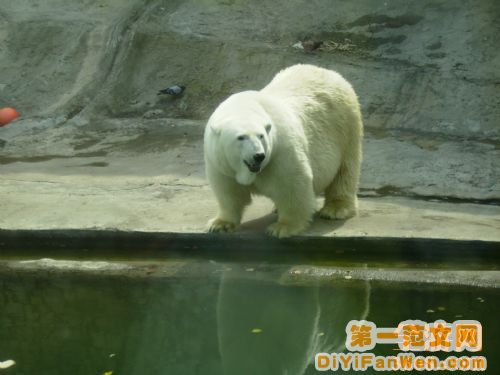 莫斯科動物園圖片