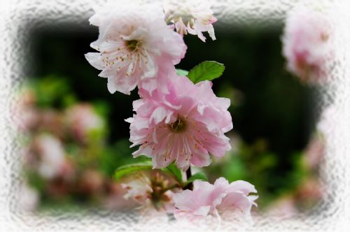 大連龍王塘櫻花園圖片