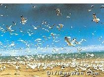 鳥島圖片