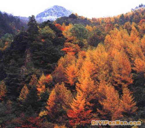四川四姑娘山圖片