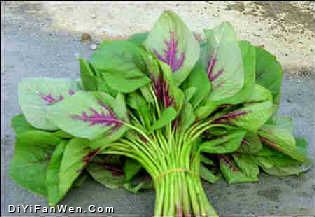 春天了 多吃點野菜好！(組圖)
