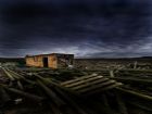 driftwood