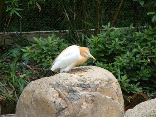 上海動物園圖片