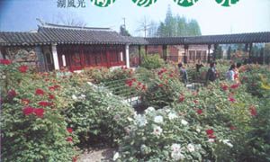 枯枝牡丹園圖片